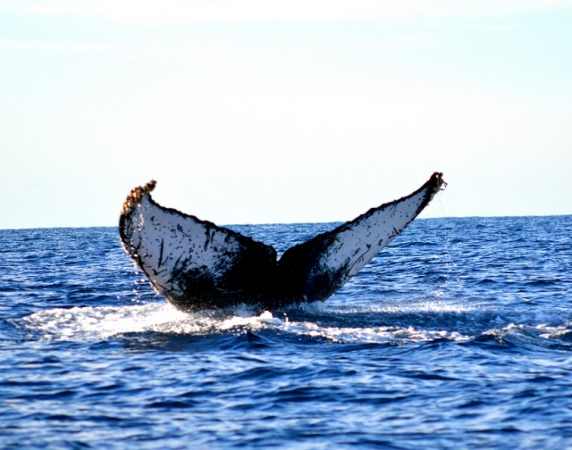 Whale Tail